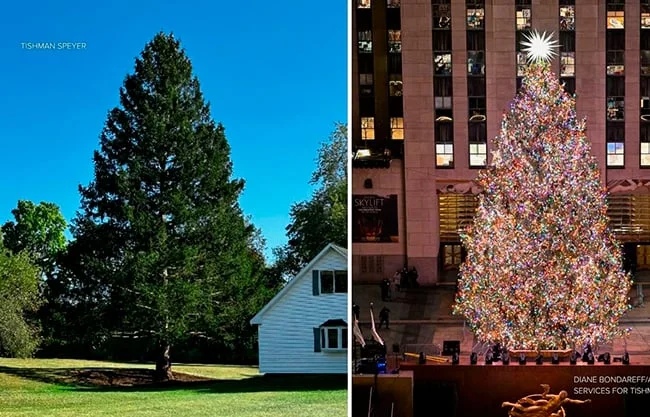 Decenas de personas se unieron a los Russ para dar la bienvenida al esperado árbol y aprovecharon la ocasión para tomar fotos del abeto.