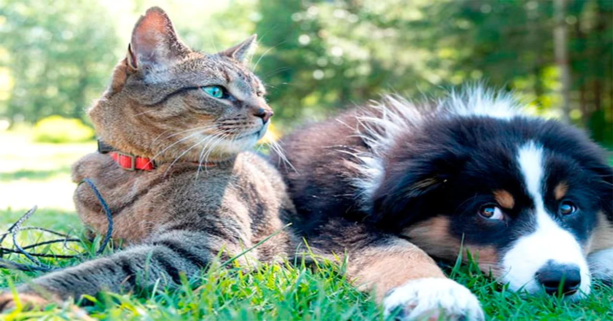 En el Senado de la República se busca establecer el Día Nacional de la Adopción Responsable de Animales de Compañía.