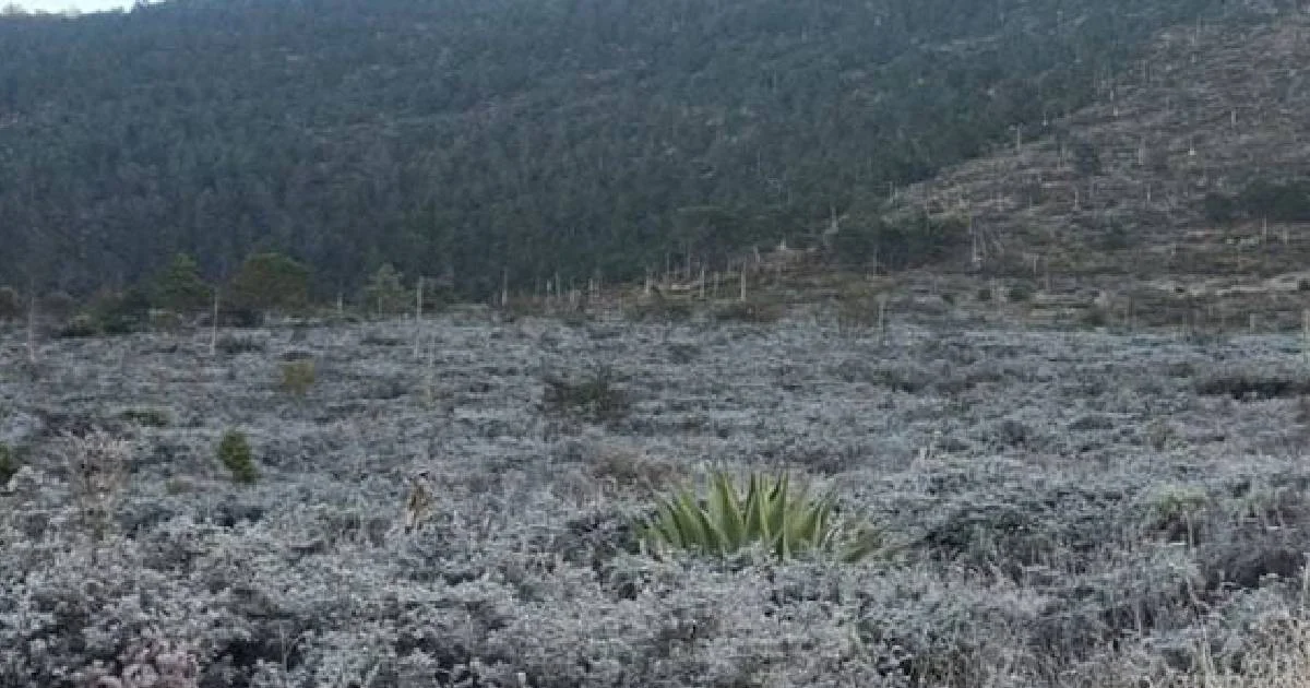 Fue posible presenciar una capa de hielo sobre la vegetación de la zona