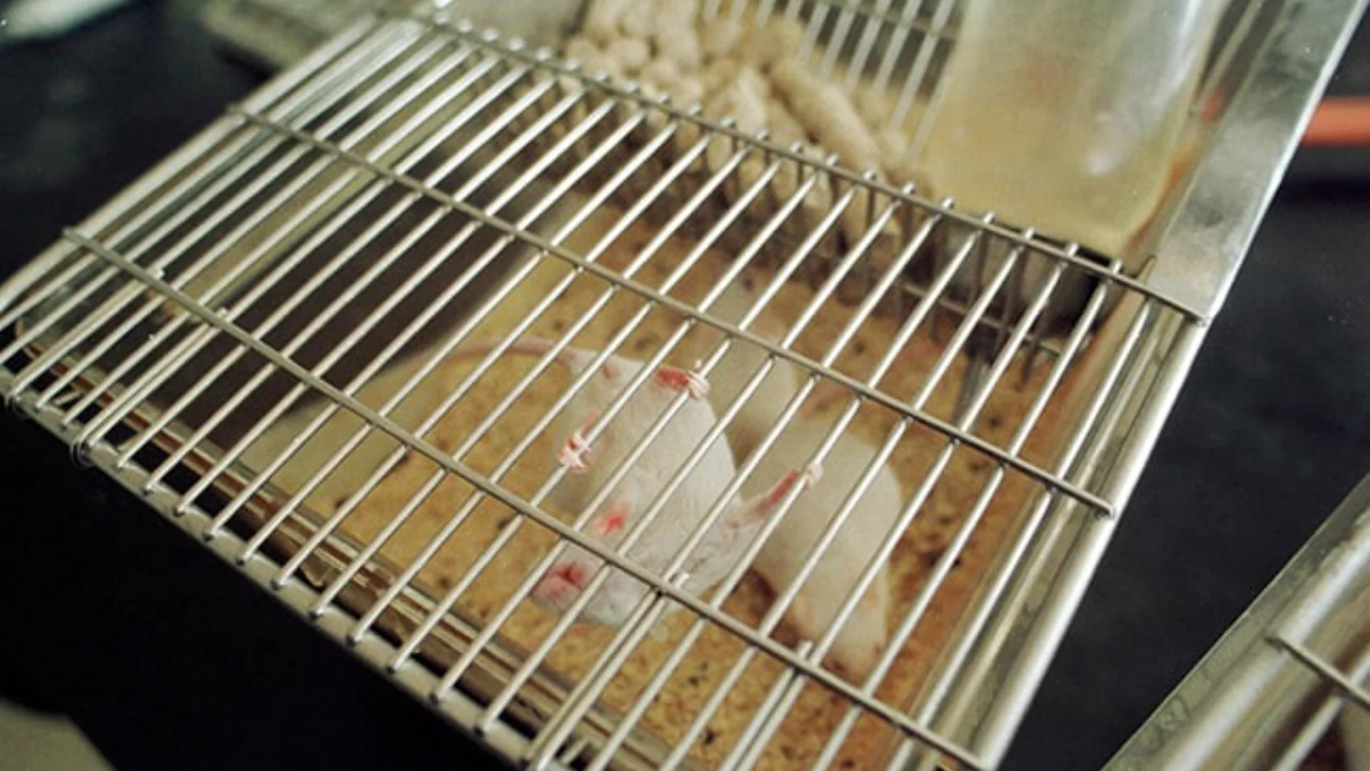 El plan apoya a investigadores para que aprovechen las nuevas oportunidades emergentes y eliminar gradualmente los experimentos con animales.