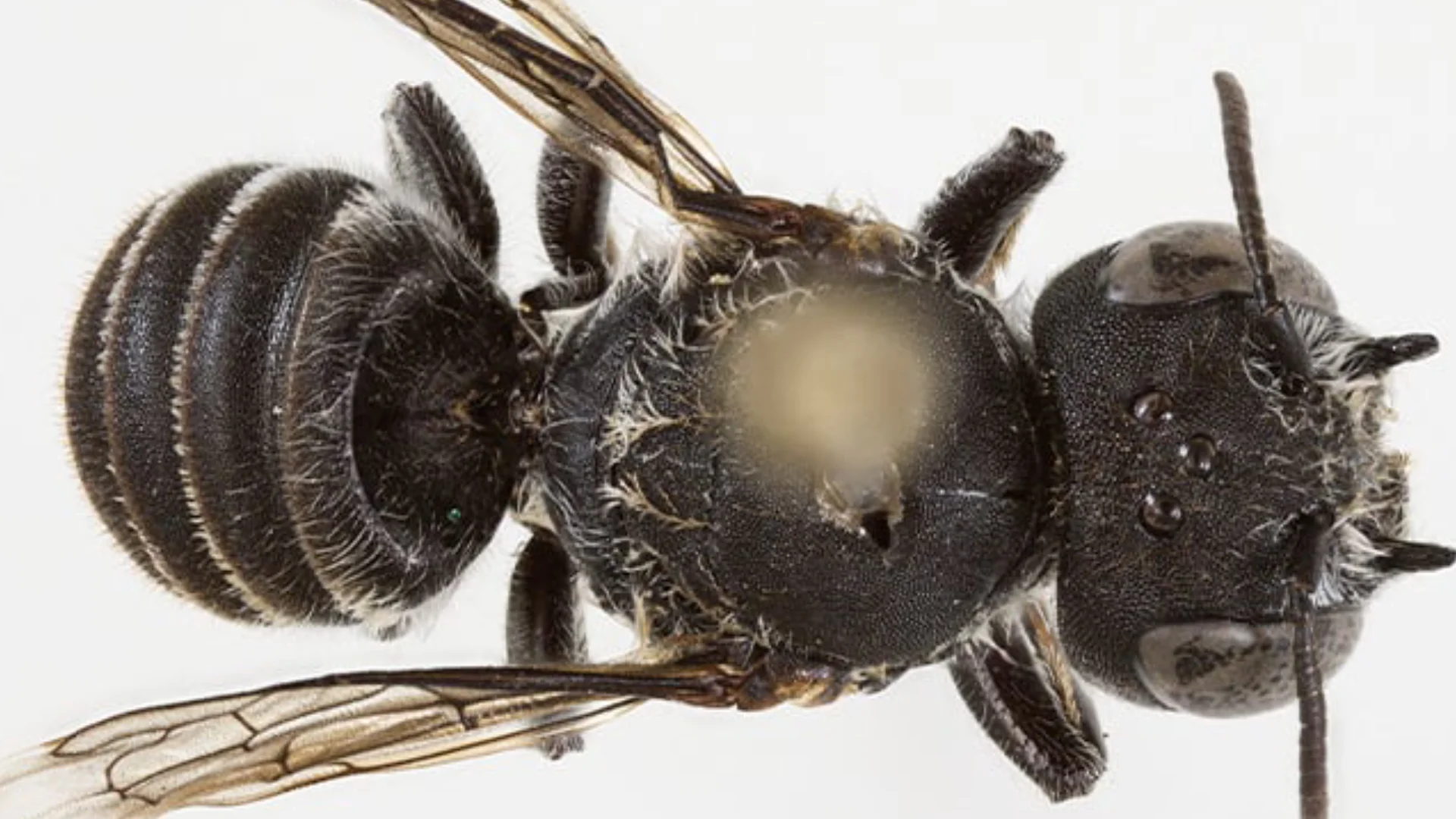 La científica precisó que las pruebas de ADN confirmaron que los ejemplares macho y hembra que encontró pertenecían a la misma especie