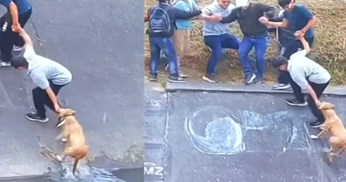 Con cadena humana rescatan a perrito de canal de aguas negras