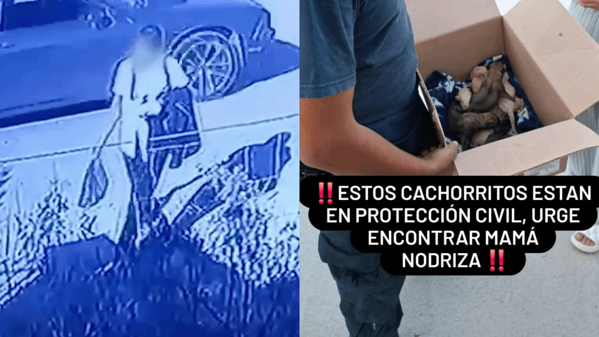 Con el apoyo de la ciudadanía, Protección Civil logró conseguir una perra nodriza para poder alimentarlos.