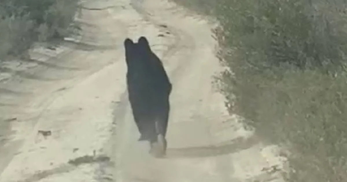 El animal que se observa, se nota falto de peso y la causa de ello puede ser que la sequía los ha afectado