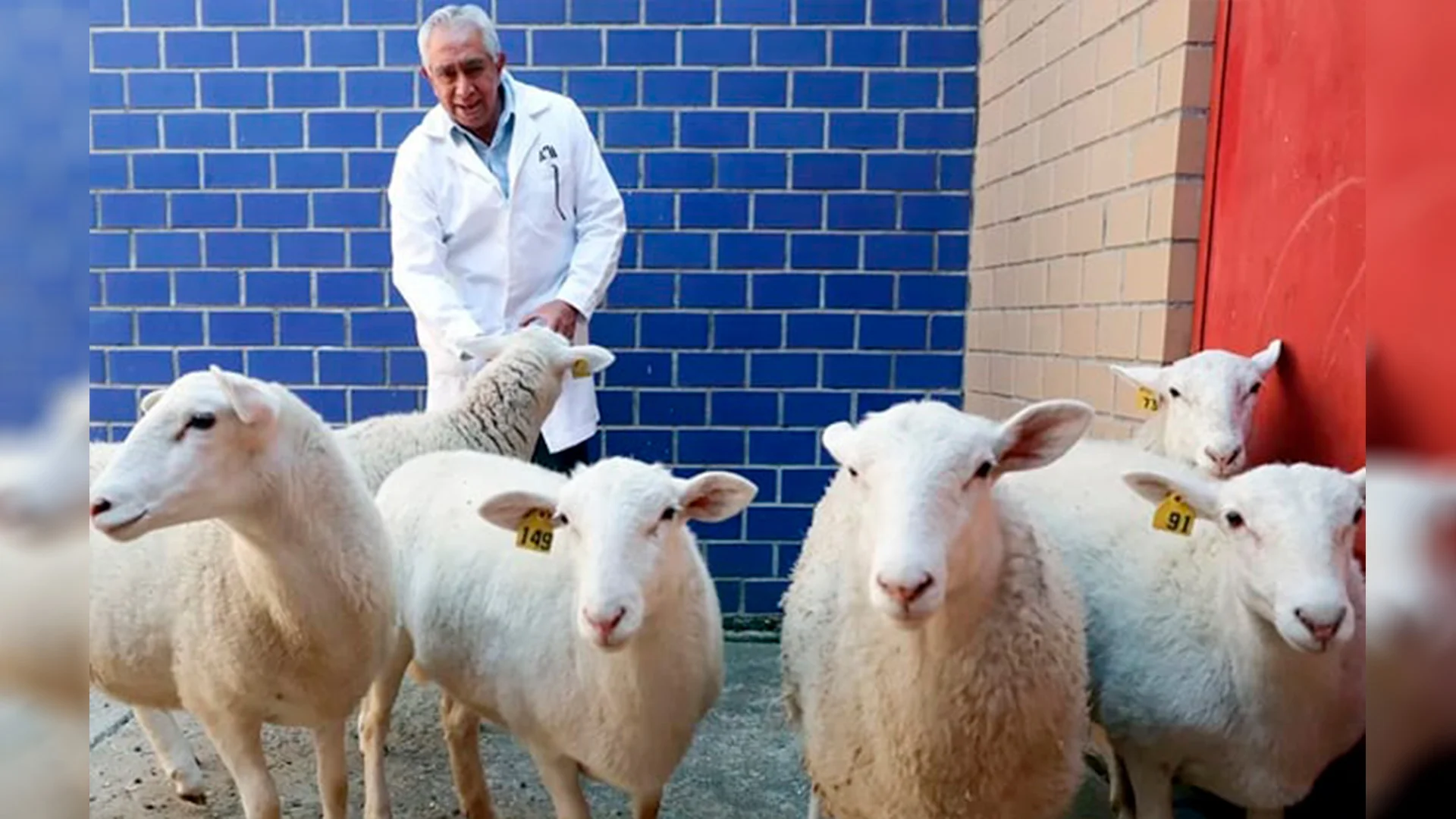 Con su primer borrego clonado, México inicia una nueva era de biotecnología animal