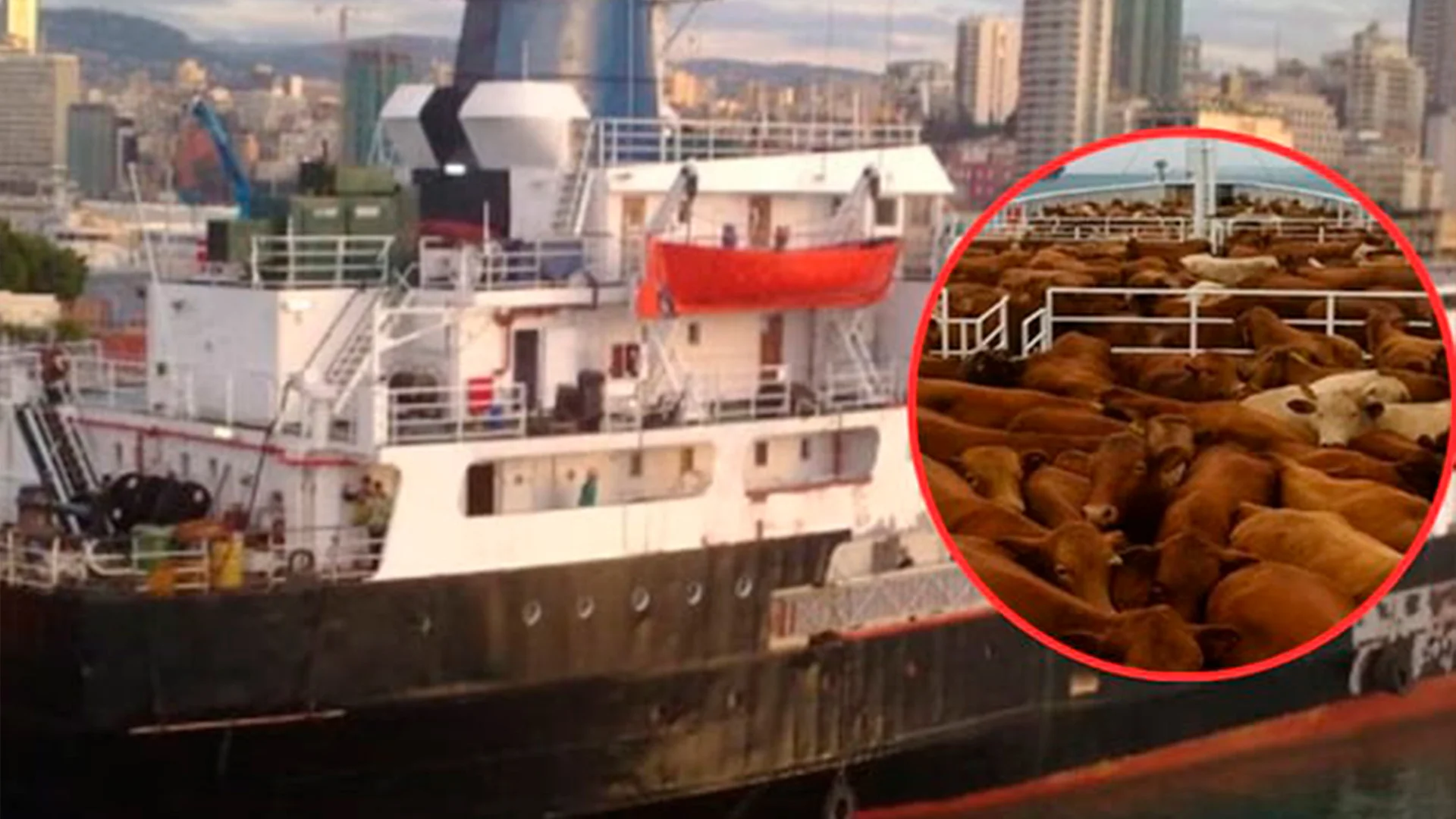 Buque convertido en ‘tumba flotante’ recorre el Mediterráneo con miles de vacas exhaustas