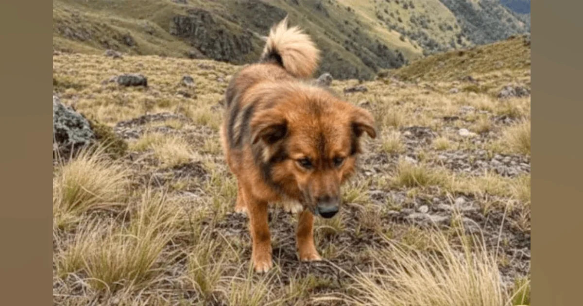 Perro cuidó a niño extraviado en cerro durante días: ‘es un ángel enviado por Dios’