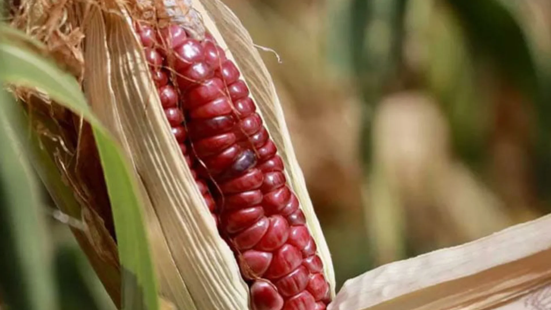 Grupo Bachoco adquiere 700 mil toneladas de granos mexicanos en 2025