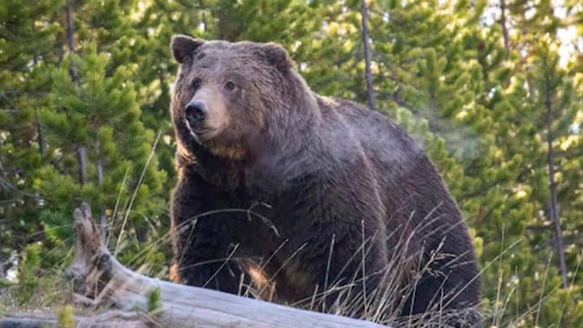 Oso grizzly ataca a grupo de niños exploradores en Canadá y deja once heridos