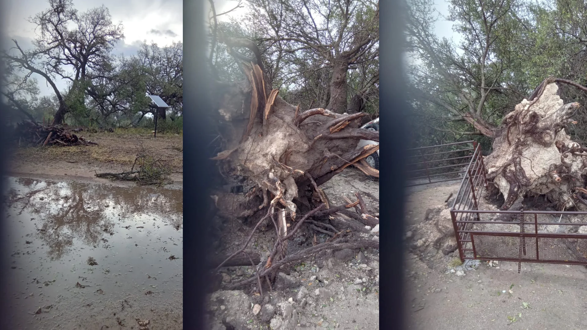 La fuerza del viento afectó a árboles centenarios, lo mismo sabinos que nogales, encinos y, más fácilmente, a los denominados álamo palo blanco.