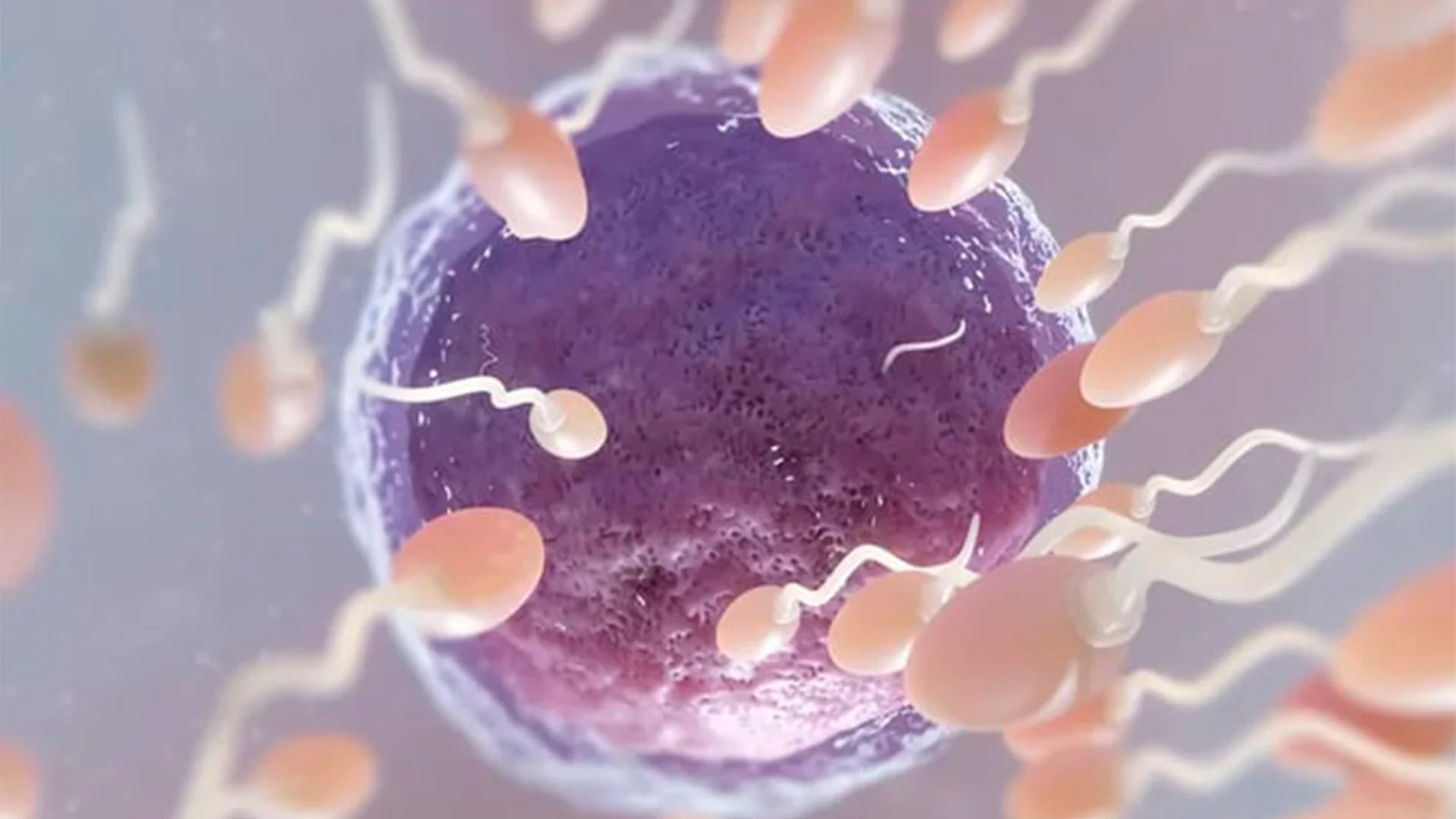 De acuerdo con los científicos, la espermina también puede influir en otras enfermedades como el cáncer.