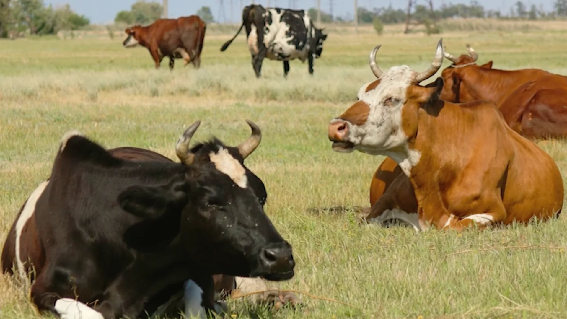 Al mantener comunicación con autoridades norteamericanas, se busca autoricen la exportación este mismo año para estar preparados y empezar arrancar con los envíos a partir del 2 de enero, cuando se reanuden las operaciones