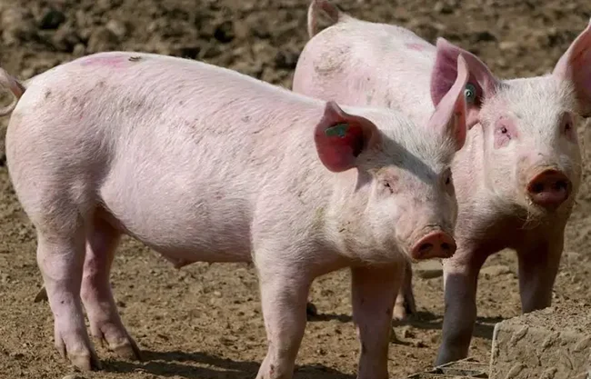 Es el primer brote desde 1994; el gobierno activó control y confía en la regionalización con China para sostener exportaciones desde zonas libres.