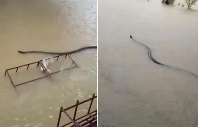 El video, grabado en la ciudad de Hat Yai, muestra cómo la fauna silvestre también se ve desplazada por las lluvias extremas en Tailandia.