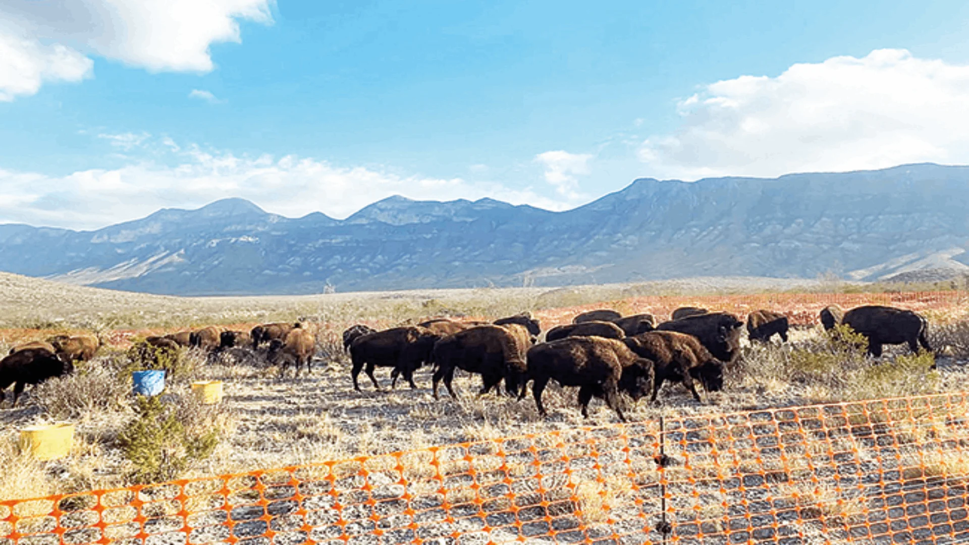 Llegan 44 bisontes a Cuatro Ciénegas