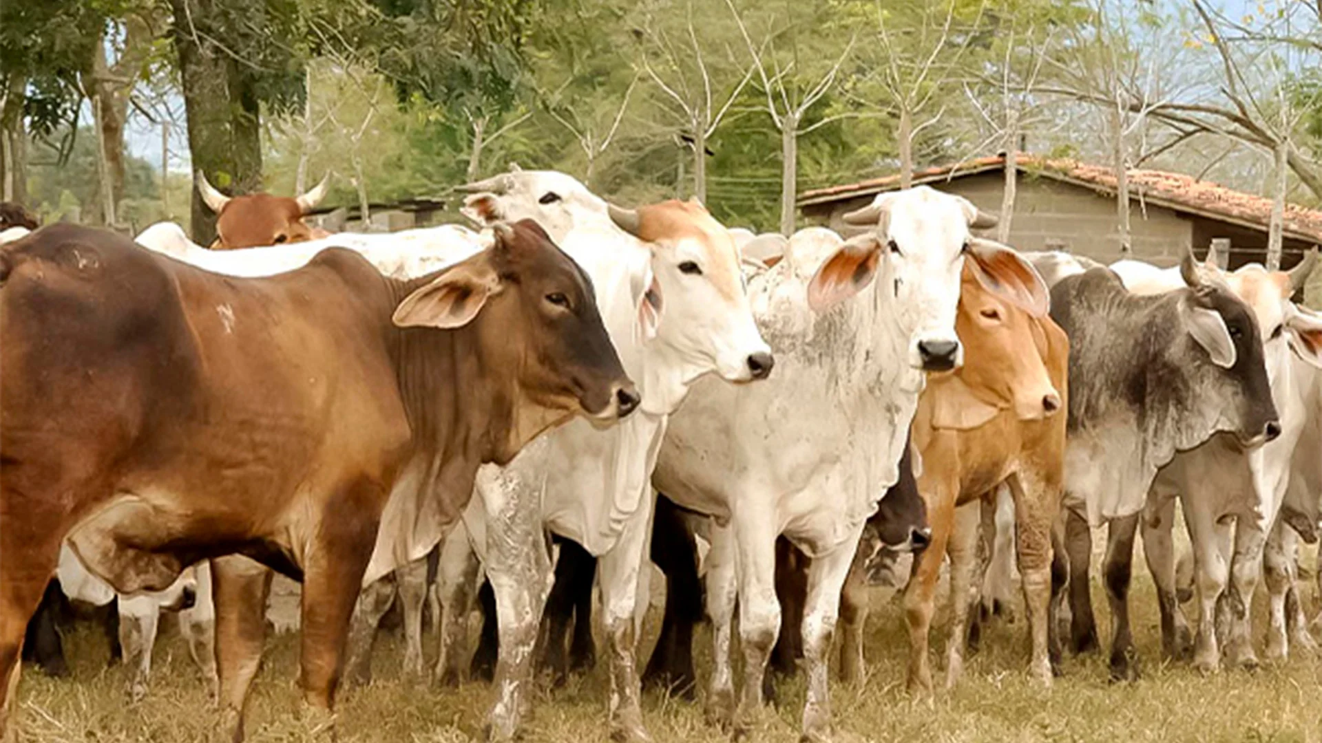 Senasica subrayó que el riesgo de establecimiento del gusano barrenador en Nuevo León es mínimo y que la situación epidemiológica se encuentra bajo control.