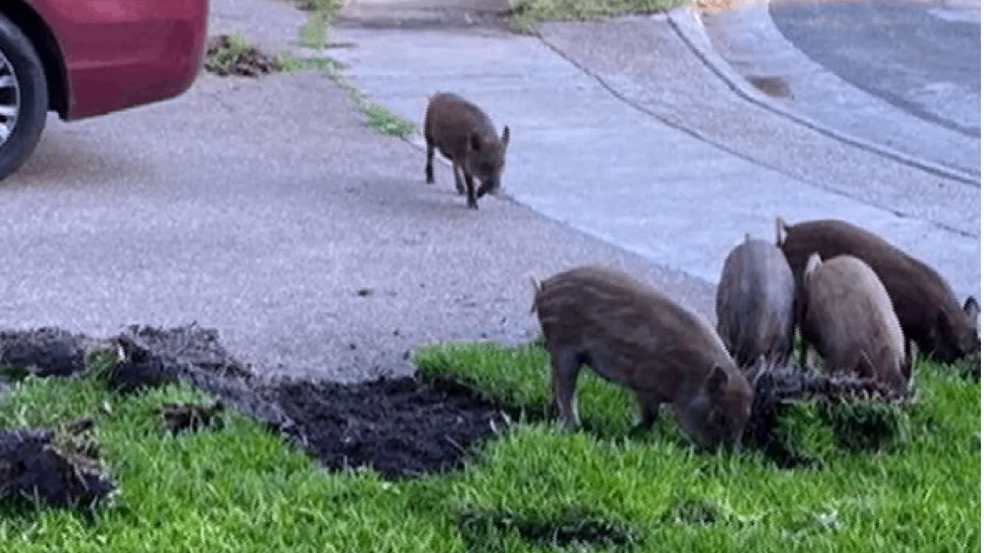 Advierten sobre jabalíes en áreas residenciales