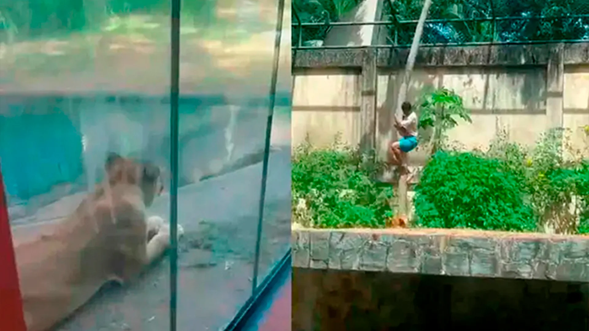 Joven que soñaba con domar leones muere tras irrumpir en recinto felino en zoológico de Brasil