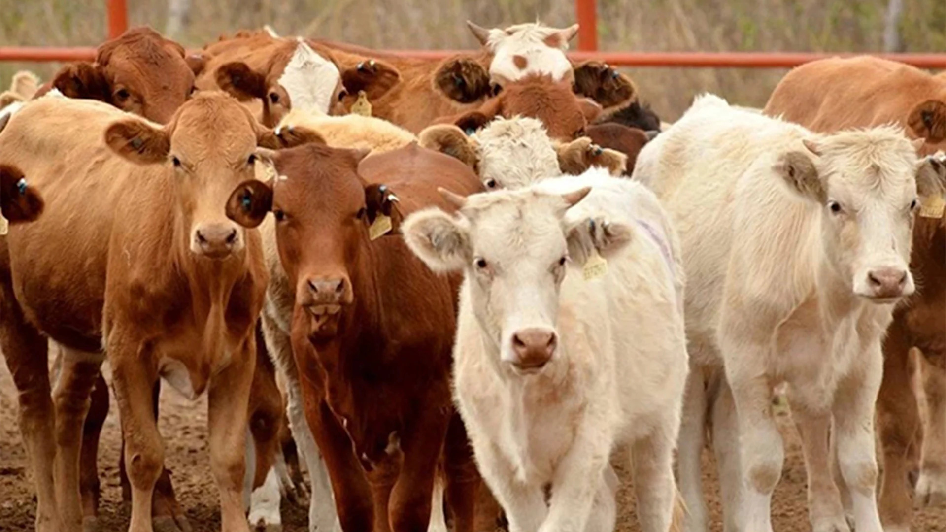 Emergencia: combate al barrenador ya es nacional; alarman casos en el norte