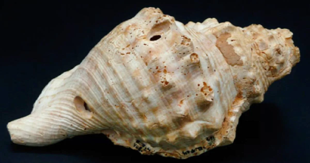Identifican trompas de caracola neolíticas usadas para comunicarse hace 6.000 años