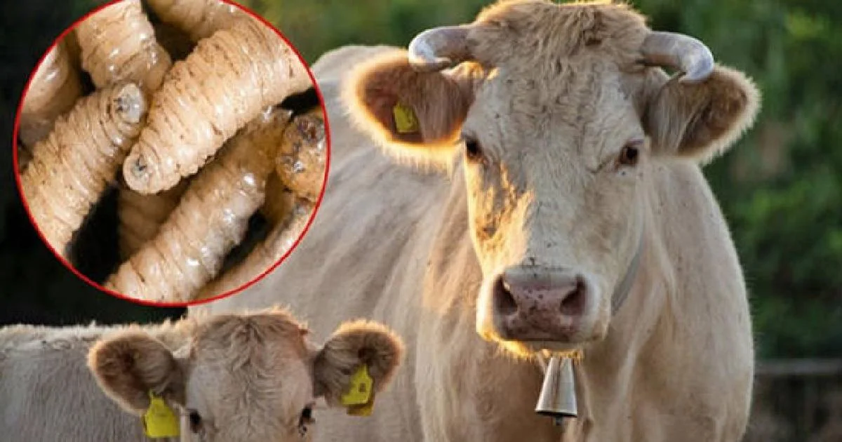 El Dispositivo Nacional de Emergencia de Sanidad Animal recibió algunas modificaciones para combatir a la plaga.