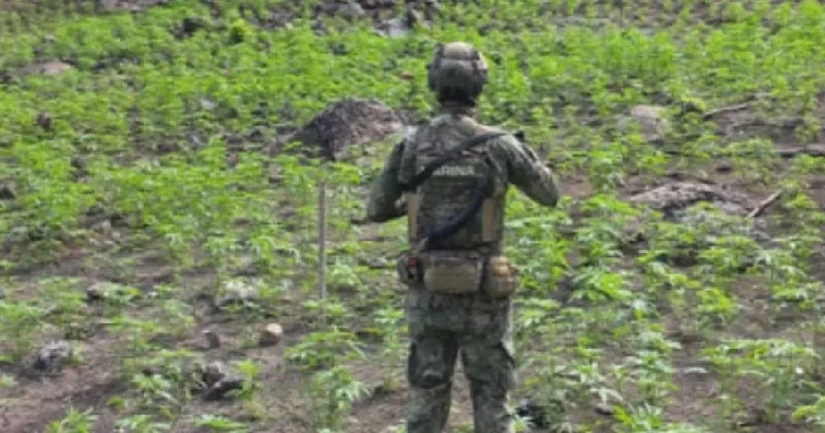Localizan y queman un área con casi 90 mil plantas de mariguana en Nayarit