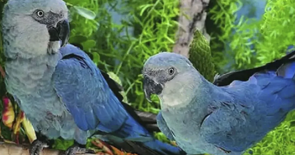 Brasil investiga virus letal que amenaza al guacamayo de Spix