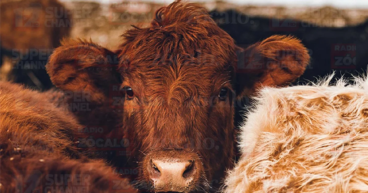 Gusano Barrenador: Salud de Oaxaca confirma casos de miasis en humanos