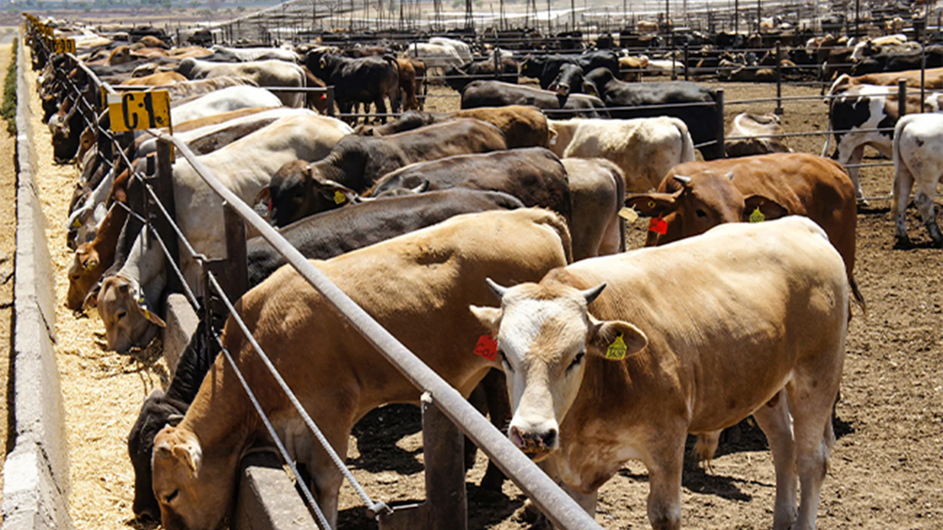 Suben 5.2% casos del barrenador en 11 días