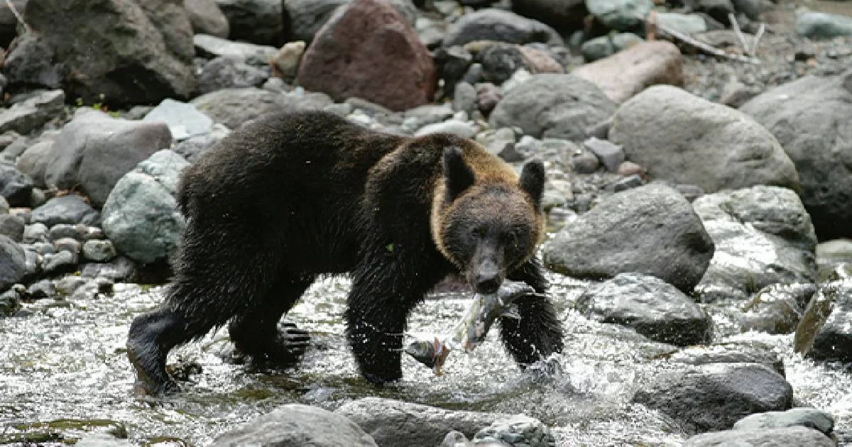 Los ataques de osos en Japón dejaron a 230 personas heridas y 13 muertos entre los pasados abril y noviembre