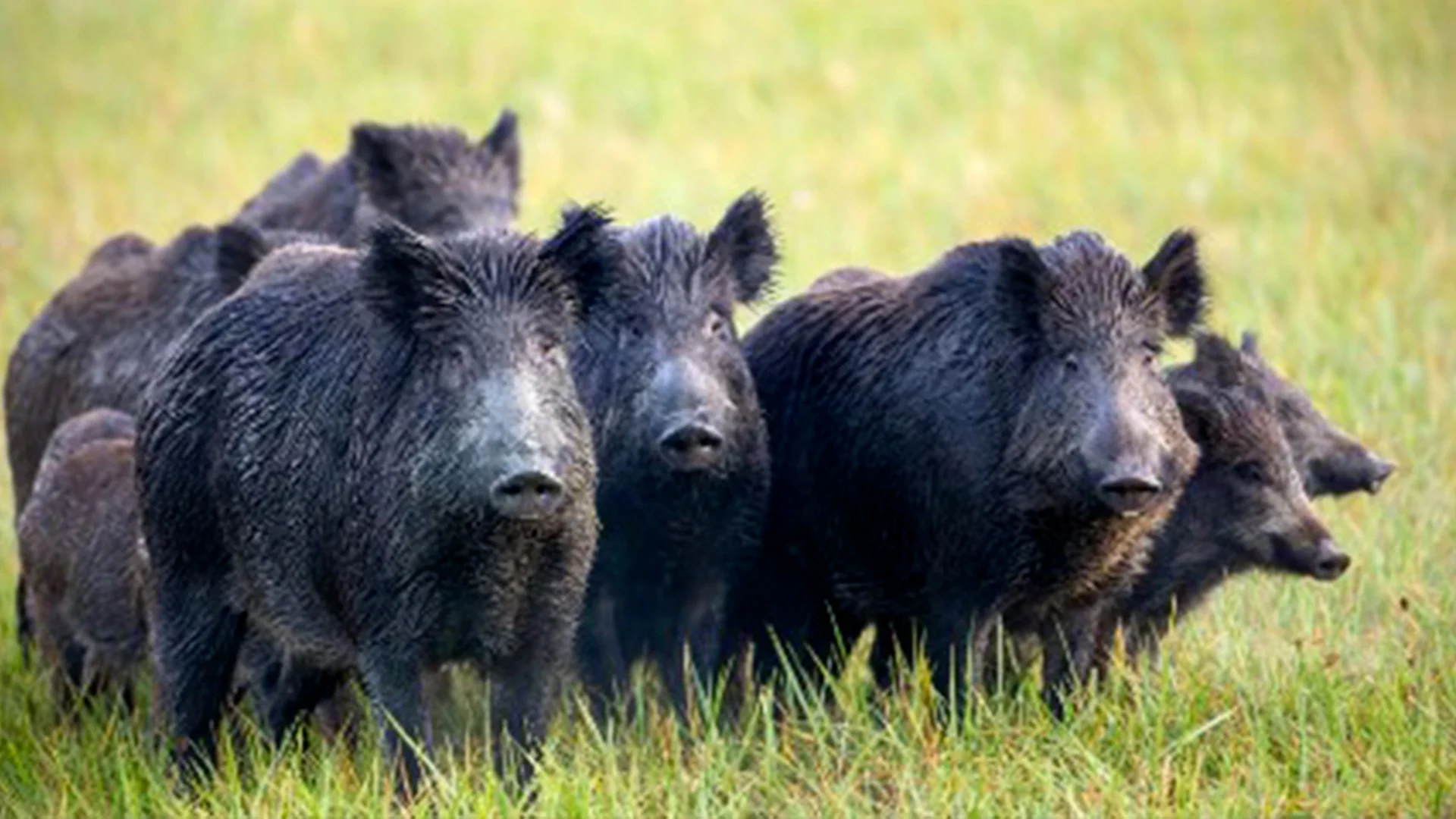 Guardabosques emiten recomendaciones a la comunidad y pidieron no confrontarlos ni dispararles, pues los jabalíes suelen atacar si se les provoca.