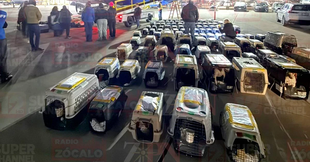 29 animales rescatados en Del Río vuelan a nuevos hogares en EE.UU. gracias a un operativo de rescate aéreo coordinado por varias organizaciones.