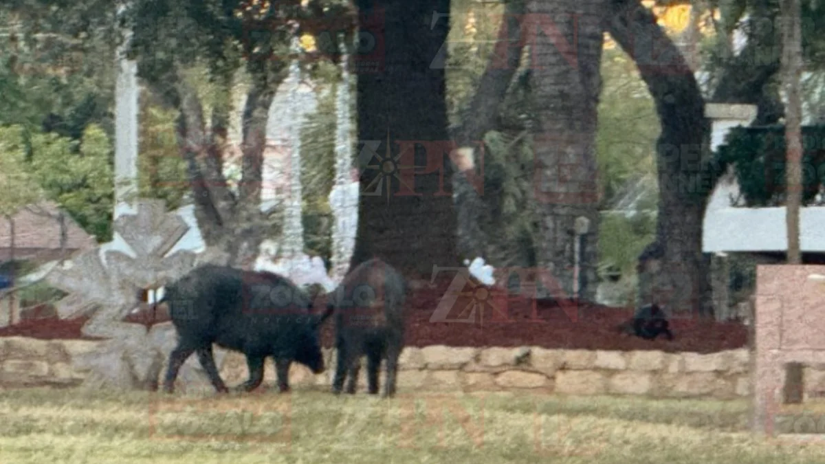No es recomendable intentar capturarlos, ya que esta labor debe realizarla personal especializado, destacó la jefa policial Amy González