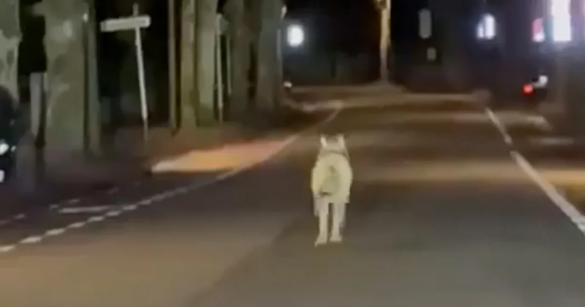 Lobo recorre ciudad alemana Lüdenscheid y desata caos