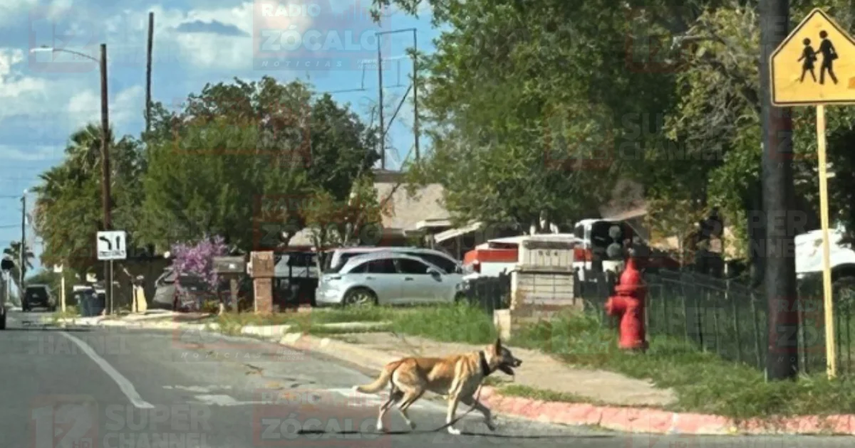 La corporación exhortó a los dueños de mascotas a asumir plenamente sus obligaciones para evitar riesgos a la población y a los propios animales.