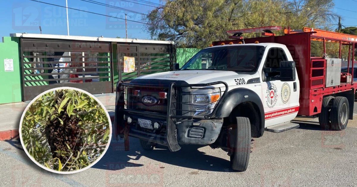 Bomberos atienden reporte de panal de abejas en primaria del Ejido Piedras Negras