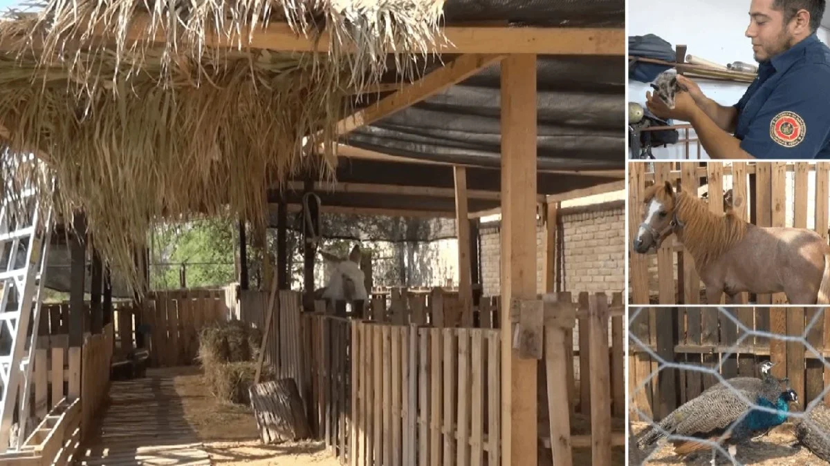 Bomberos garantiza bienestar y liberación de aves silvestres rescatadas