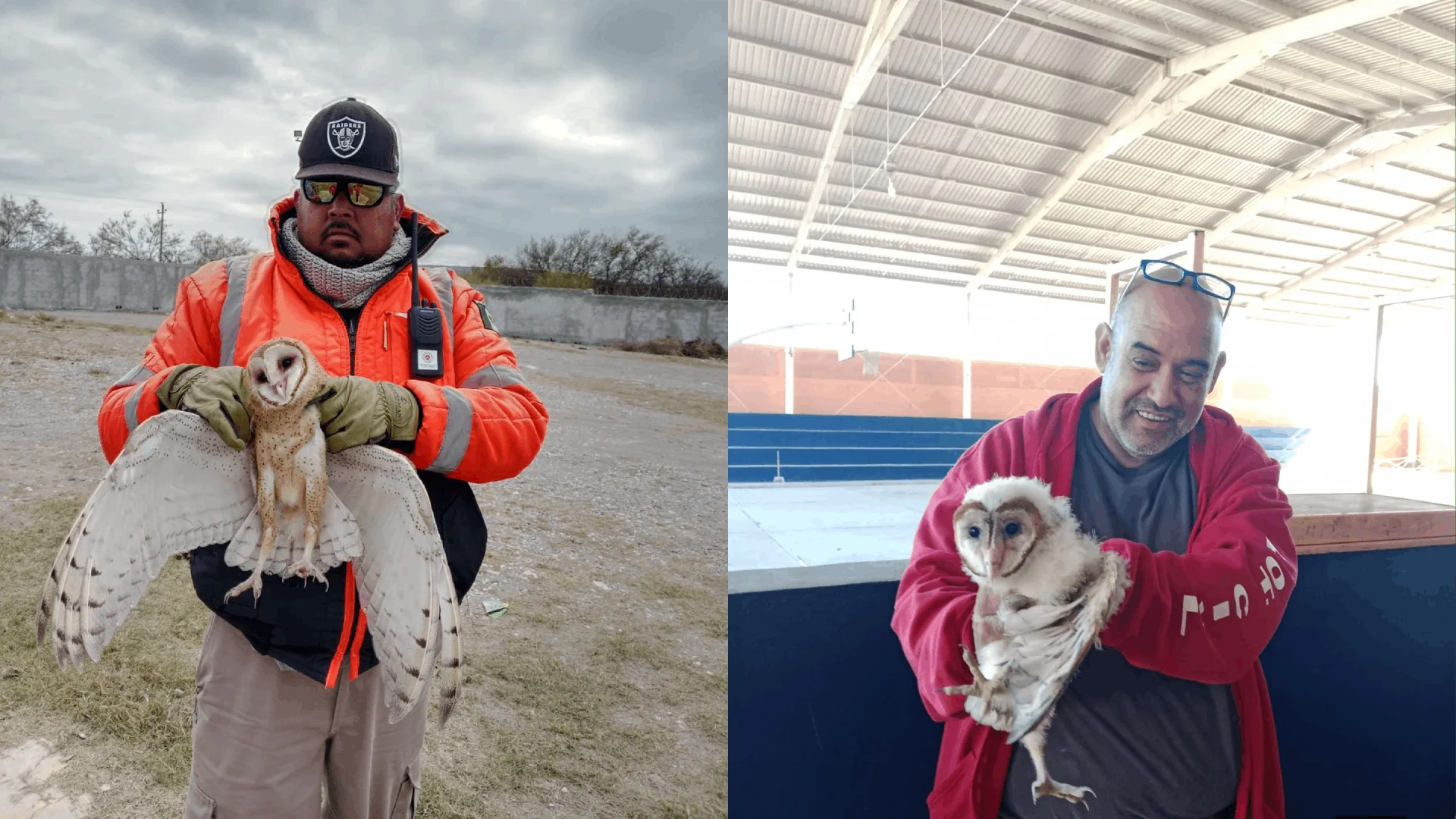 Rescata Protección Civil dos búhos o lechuzas en Múzquiz