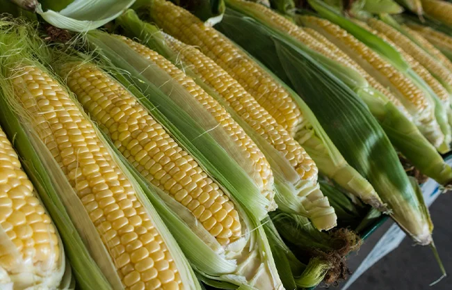 De enero a noviembre las importaciones de maíz blanco acumularon 22.4 millones de toneladas métricas, de acuerdo con GMCA.