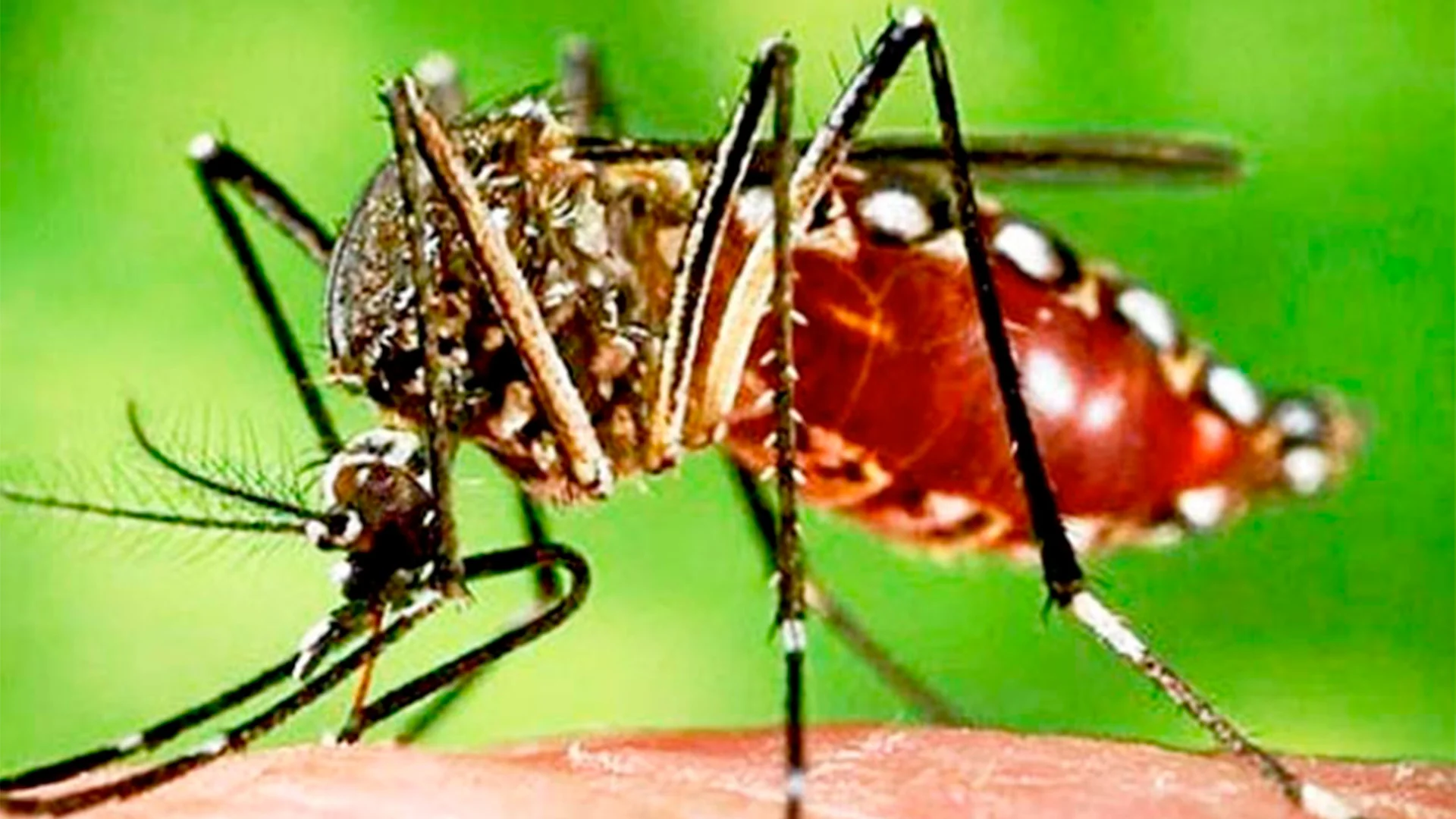 Secretaría de Salud alerta por emergencia de fiebre chikungunya en México