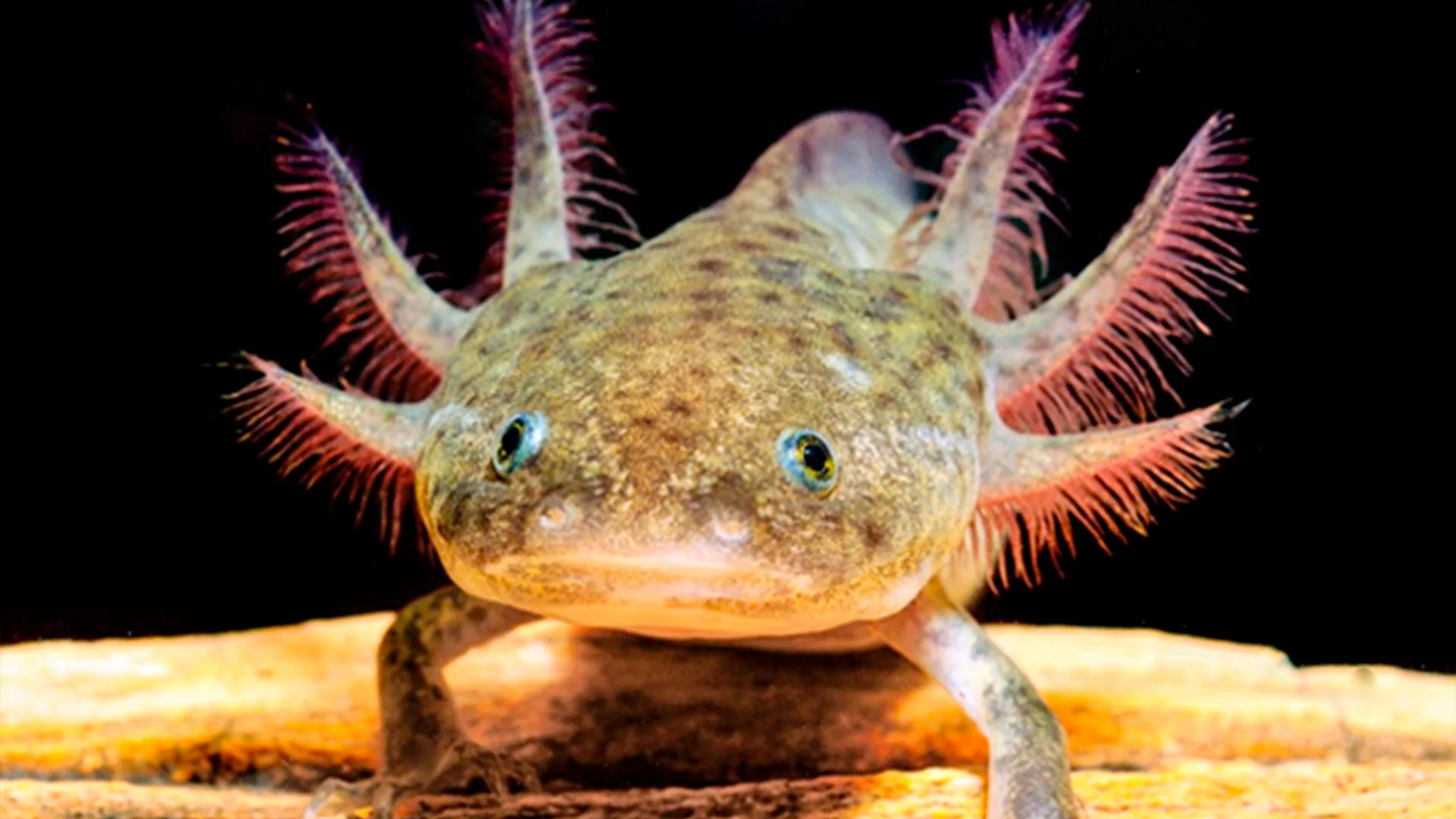 De acuerdo con Jesús Chaparro Herrera, dedicaron sus esfuerzos en buscar al ajolote del Altiplano en el municipio de Amealco.