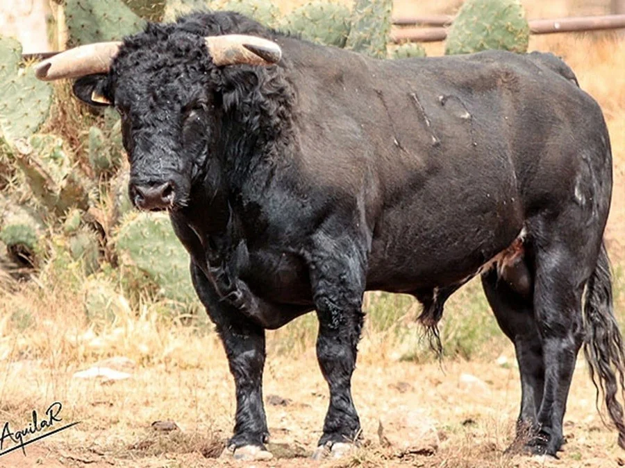 Será pasaportado por José Mauricio, Isaac Fonseca y Luis Fernando Martínez