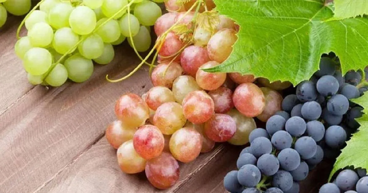 ¿Aumentará el precio de las uvas por Año Nuevo? Éste es el costo promedio en México, según Profeco