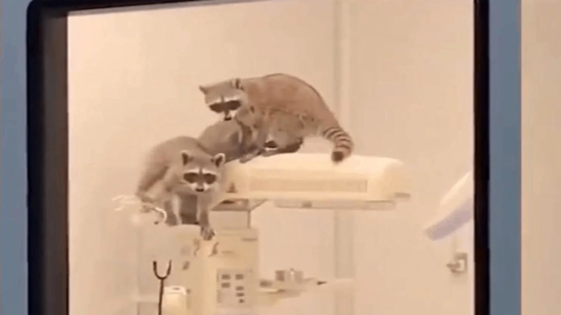 Mapaches invaden quirófano del nuevo hospital del ISSSTE en Acapulco