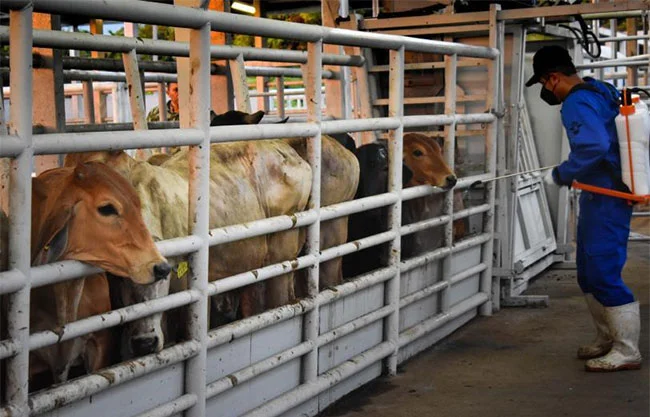 Hasta ahora en México suman más de 410 los casos activos de gusano barrenador en ganado bovino.