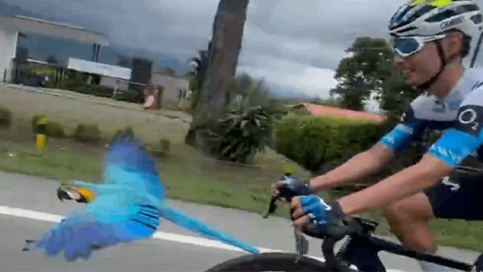 Ave acompaña a ciclista y convierte su último entrenamiento del año en un fenómeno viral