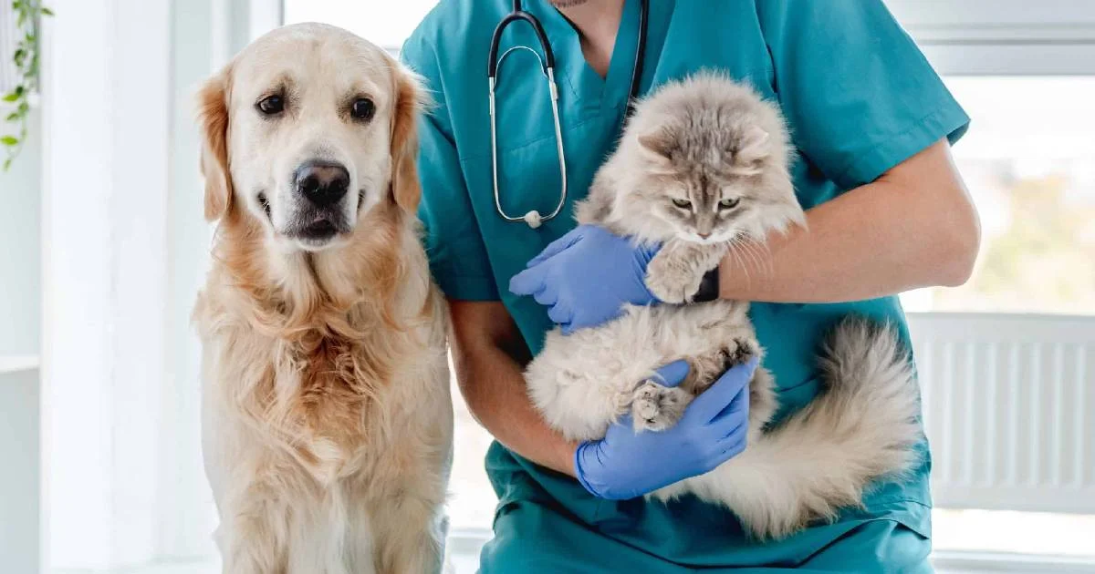 El objetivo es mantener al menos 2,500 esterilizaciones al año para proteger a nuestras mascotas.