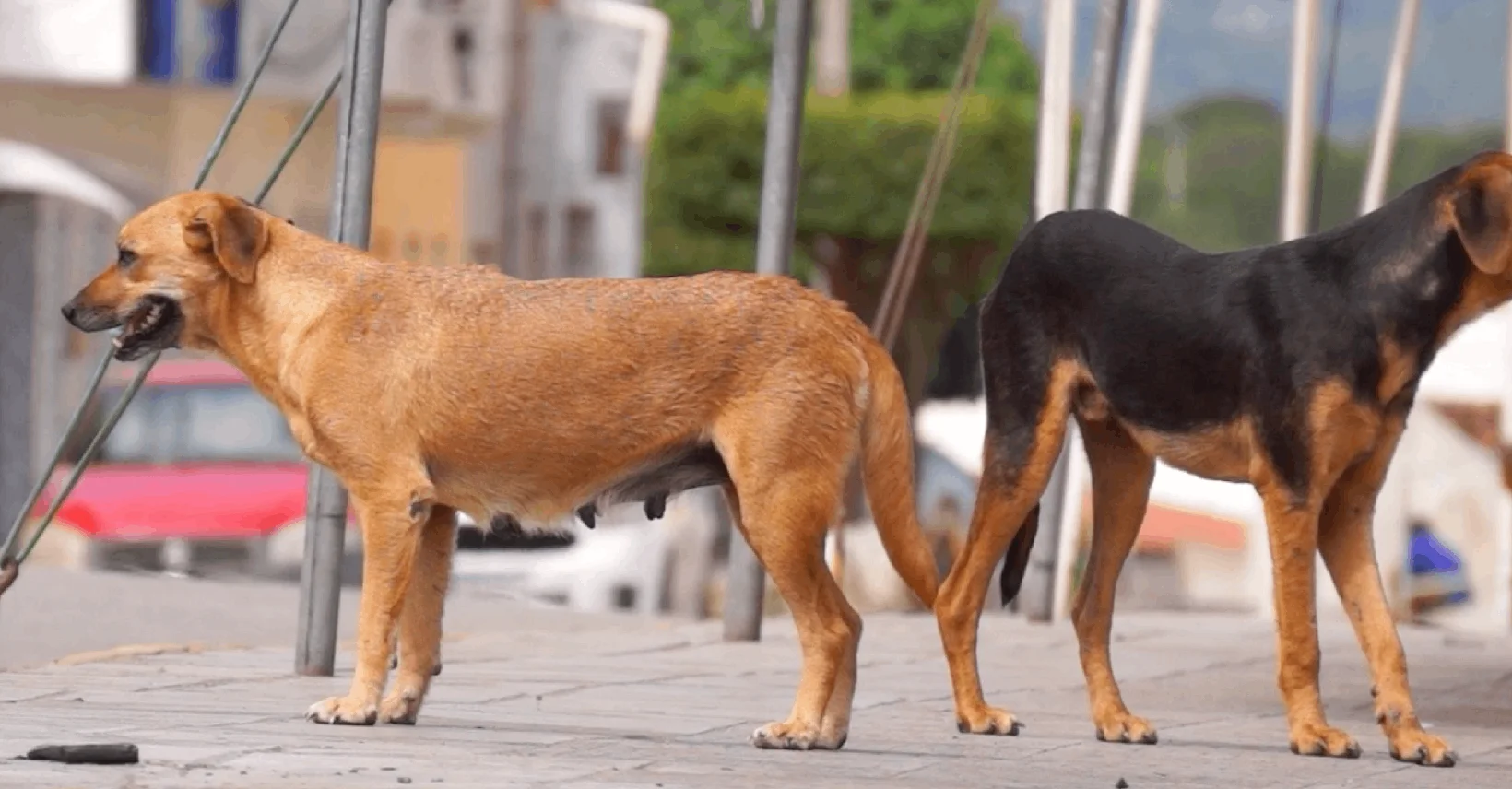 La coordinadora de Rescate Animal, Olga Huerta, dijo que ahora sí se actúa para proteger a los animales y exigir responsabilidad a los ciudadanos.