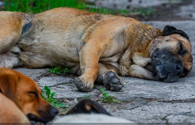 Muere perro en San Miguel de Allende luego de que niños le colocaran pirotecnia en su hocico