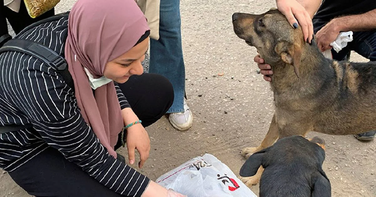 Egipto inició una nueva campaña para abordar la cada vez más aguda "crisis" de los perros callejeros